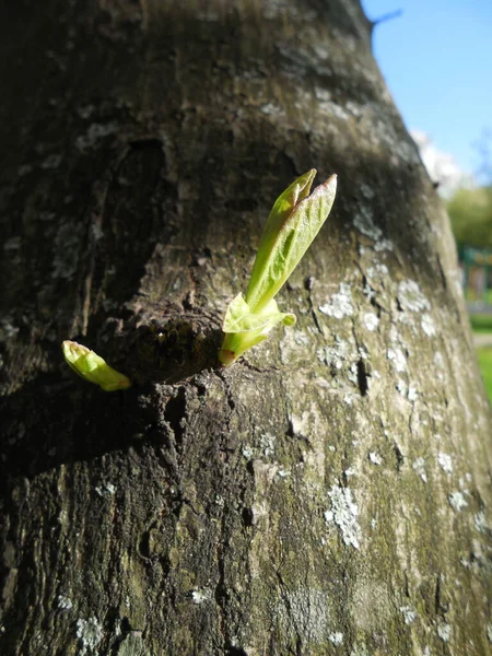 Ljusa Unga Skott Solen Våren Grov Bark Ett Gammalt Träd — Stockfoto