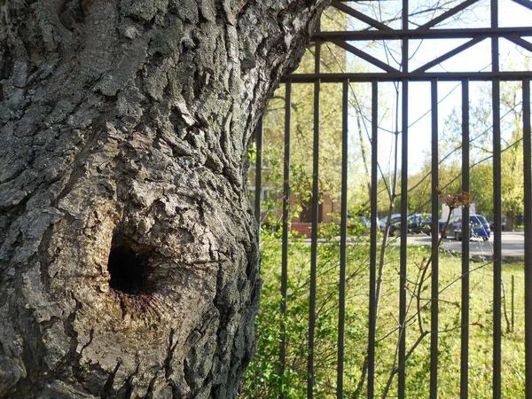 Una Piccola Cavità Foro Nel Tronco Vecchio Albero Che Cresce — Foto Stock