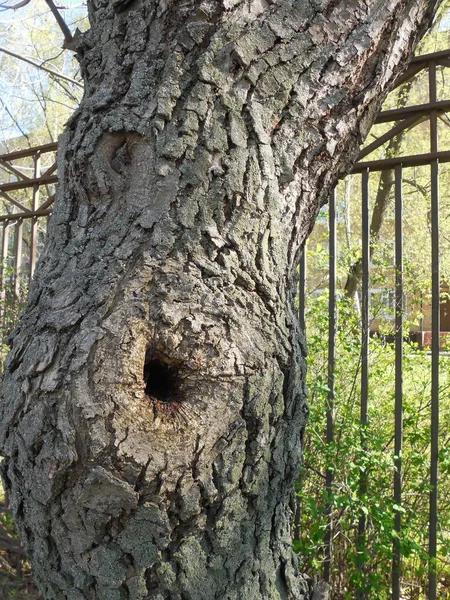 Ένα Μικρό Κοίλωμα Τρύπα Στον Κορμό Ενός Παλιού Δέντρου Που — Φωτογραφία Αρχείου