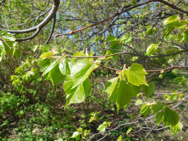 若い子がリンデンの柔らかい緑の葉に見えました Tilia — ストック写真