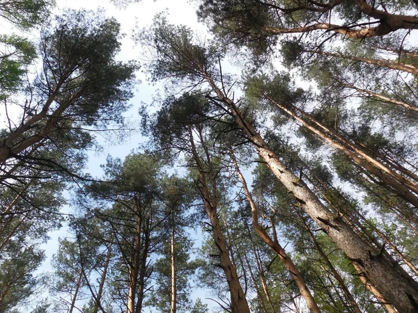 Bosque Pinos Clima Soleado Árboles Con Troncos Finos Rectos Coronas —  Fotos de Stock