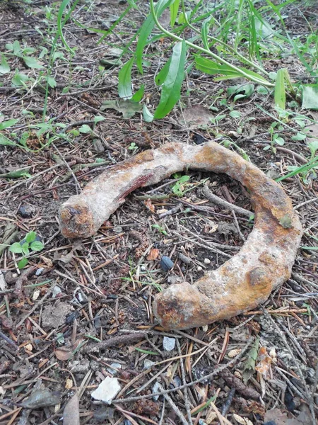 Bir Için Eski Paslı Bir Nalı Ormanda Düşmüş Ladin Iğnelerinin — Stok fotoğraf