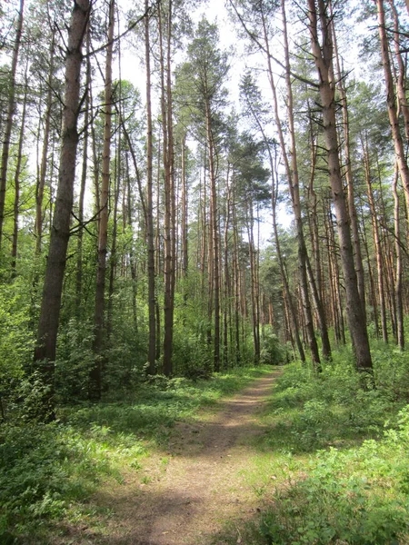 Sosnowy Las Słoneczną Pogodę Drzewa Cienkimi Prostymi Pniami Wiele Krzewów — Zdjęcie stockowe