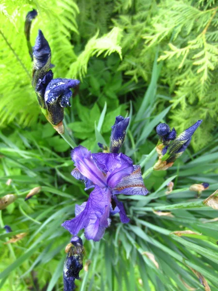 Iris Sibérien Iris Sibirica Début Floraison Certaines Fleurs Sont Ouvertes — Photo