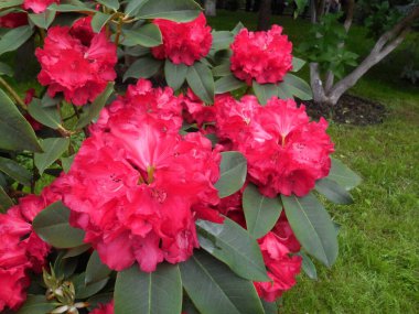 Pembe-kırmızı her zaman yeşil olan Rhododendron 'un (Azalea) çok büyük infloresans ve koyu yeşil yapraklarla muhteşem çiçekleri..