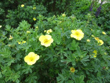 Bright yellow flowers and small leaves of the garden ornamental shrub Potentilla fruticosa.