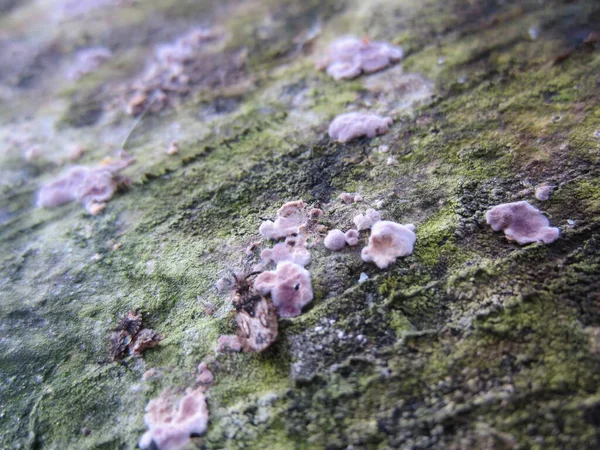 Pink-purple mold (mold fungi) on the surface of a rotting tree covered with moss and algae.