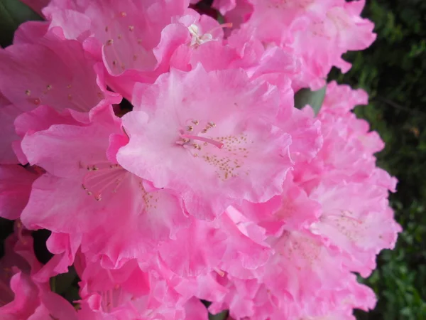 Jasny Spektakularny Kwitnienie Różowy Wiecznie Zielony Rododendron Azalea — Zdjęcie stockowe