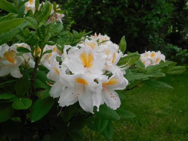 Jasny Spektakularny Kwitnienie Biaå Liå Cie Rododendron Azalea — Zdjęcie stockowe