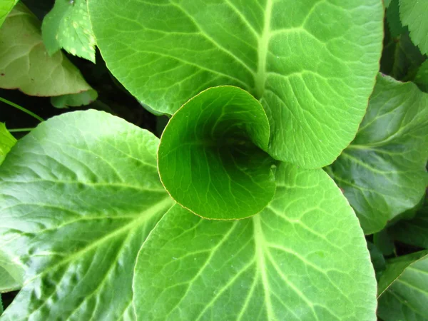 Beautiful Smooth Evergreen Leaves Beautifully Blooming Perennial Garden Plant Bergenia — 스톡 사진