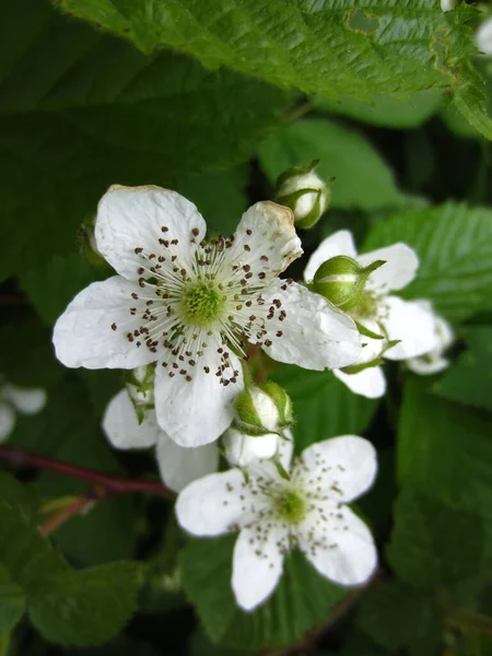 Λευκό Μακριά Λουλούδια Βατόμουρο Στήμονες Rubus Και Μπουμπούκια Φόντο Πράσινων — Φωτογραφία Αρχείου