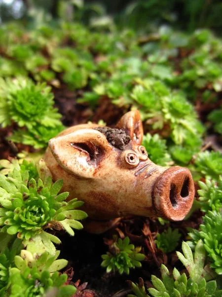 Small Piglet Sits Low Growing Garden Plants Green Background Ceramic — Stock fotografie