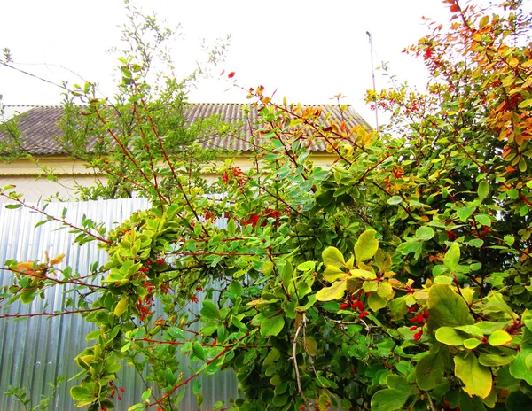 Krzew Berberis Berberis Żółto Zielonymi Liśćmi Czerwonymi Jagodami Tle Metalowego — Zdjęcie stockowe