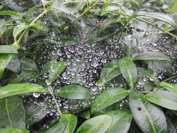 Lot Shiny Large Drops Dew Web Leaves Plant Vinca — Zdjęcie stockowe