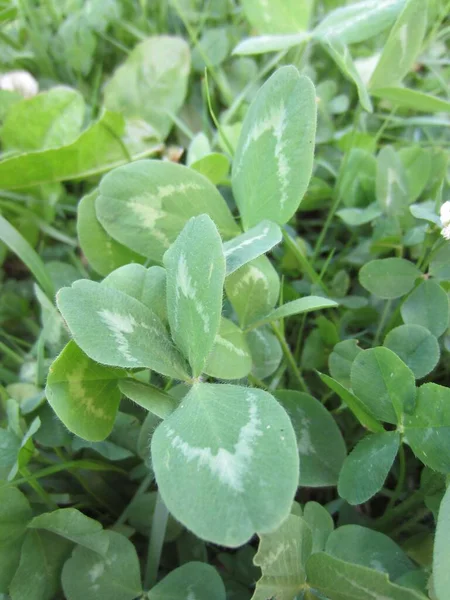 Beautiful Trefoil Patterned Leaves Red Clover Trifolium Pratense Solid Planting —  Fotos de Stock