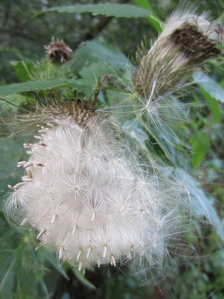 Inflorescence Ripe Fluffy Flying Seeds Weed Plant Field Bodyak Osot —  Fotos de Stock