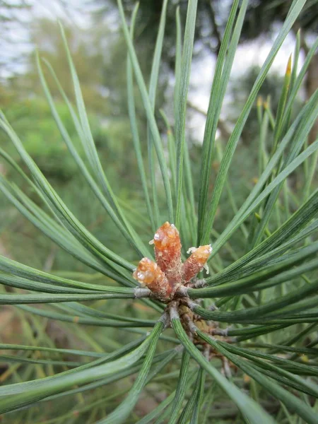 Resinous Buds Which New Shoots Pine Pinus Sylvestris Grow Next — Stock Photo, Image