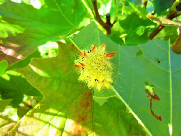 Belle Chenille Jaune Vif Sagittaire Érable Acronicta Aceris Sur Une — Photo