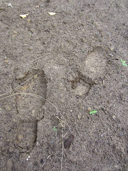 Diepe Duidelijke Voetafdrukken Van Mannenvoeten Laarzen Natte Grond — Stockfoto