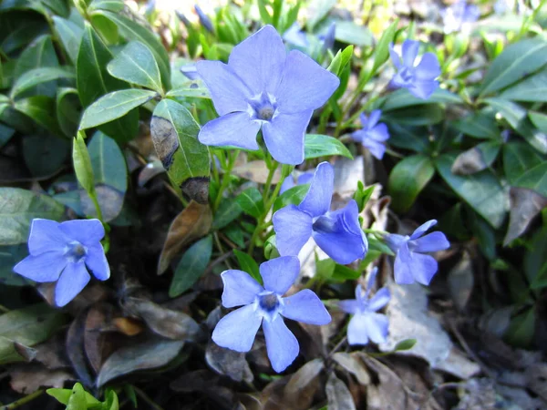 Violet Kék Árnyalatú Pervanche Periwinkle Virág Vinca Háttérben Sötétzöld Levelek — Stock Fotó