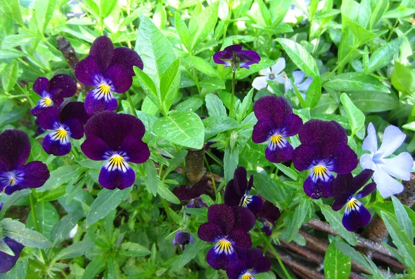 Wildes Veilchen Stiefmütterchen Viola Tricolor Blüht Üppig Vor Dem Hintergrund — Stockfoto