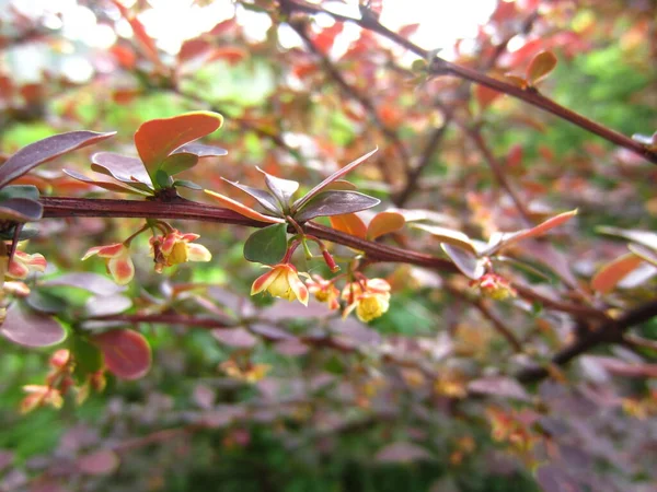 暗紫色の葉を持つBarberry Berberis 春または初夏に庭に低木が咲きます — ストック写真
