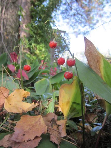 Frutos Bayas Rojas Lirio Convallaria Majalis Otoño Durante Otoño Hojas —  Fotos de Stock