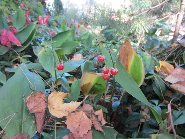 果実は赤い果実秋に 葉が落ちる間にユリ Convallaria Majalis — ストック写真