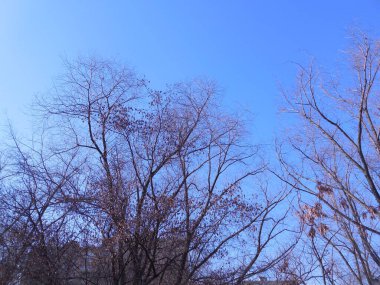 Openwork crowns of trees without leaves, against the background of a bright blue spring sky.