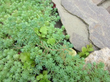 Groundcover plant succulent sedum with small light green leaves next to a light stone.