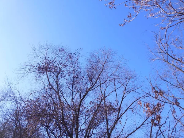 Openwork Crowns Trees Leaves Background Bright Blue Spring Sky — Stok fotoğraf