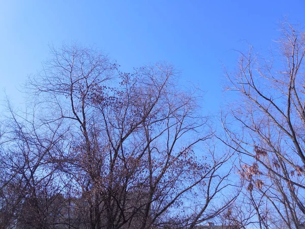 Openwork Crowns Trees Leaves Background Bright Blue Spring Sky — Stok fotoğraf