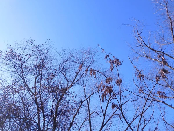 开放的树冠 没有叶子 背景是明亮的蓝色春天的天空 — 图库照片