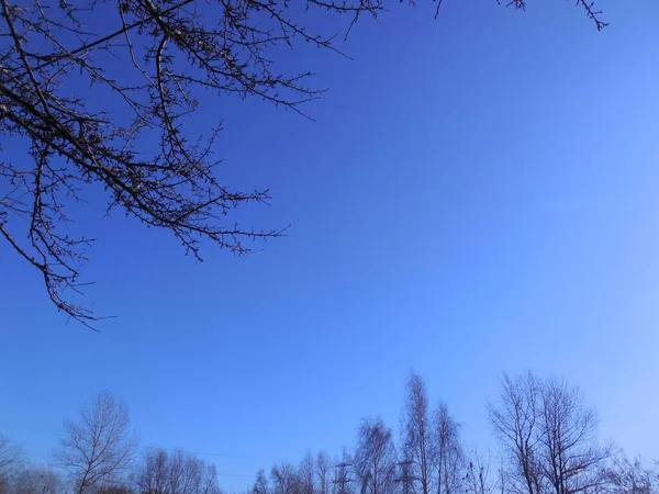 Den Huvudsakliga Bakgrunden Ljus Vårblå Himmel Inramad Öppna Mörka Grenar — Stockfoto