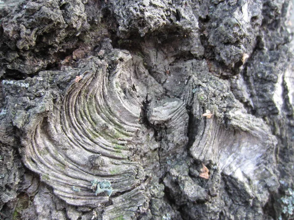 Interesante Dibujo Sobre Corteza Viejo Abedul Forestal Betula —  Fotos de Stock