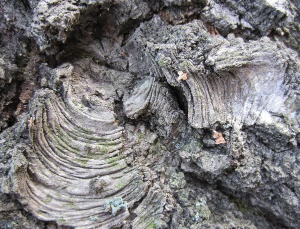 Interesante Dibujo Sobre Corteza Viejo Abedul Forestal Betula —  Fotos de Stock