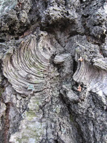 Dessin Intéressant Sur Écorce Vieux Bouleau Forestier Betula — Photo