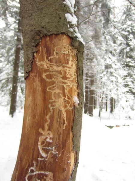 Footprints of the great spruce bark beetle, the bark beetle (Ips typographus) on the bark of a spruce tree, in a snow-covered forest.