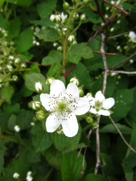 Weiß Mit Langen Staubgefäßen Brombeerblüte Rubus Und Knospen Auf Einem — Stockfoto