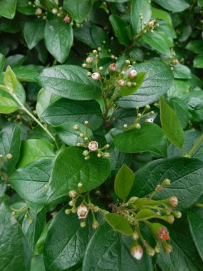 Çiçek açarken (Cotoneaster lucidus, Cotoneaster acutifolius) baharda çalı ağaçları. Koyu yeşil ergenlik çağındaki parlak yaprakların üzerinde minik çiçekler..