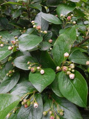 Çiçek açarken (Cotoneaster lucidus, Cotoneaster acutifolius) baharda çalı ağaçları. Koyu yeşil ergenlik çağındaki parlak yaprakların üzerinde minik çiçekler..
