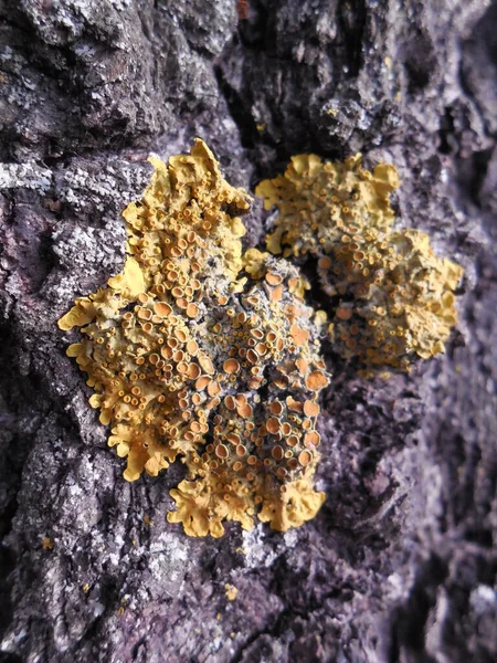 Жовтий Лишайник Рельєфній Корі Старого Дерева — стокове фото