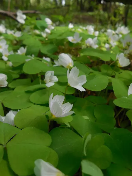 Weiße Zarte Blüten Von Oxalis Acetosella Auf Dem Hintergrund Dreifacher — Stockfoto