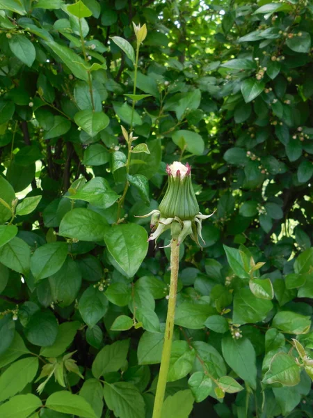 Pissenlit Taraxacum Avec Des Graines Mûres Mais Inflorescence Fermée Sur — Photo