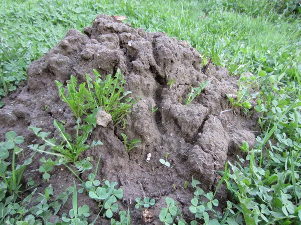 Een Heuvel Heuvel Van Rauwe Aarde Gegooid Het Gazon Van — Stockfoto