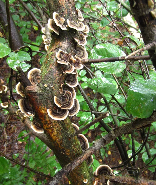 Beaucoup Champignons Arboricoles Sur Vieux Chicots Mousseux Dans Forêt Les — Photo