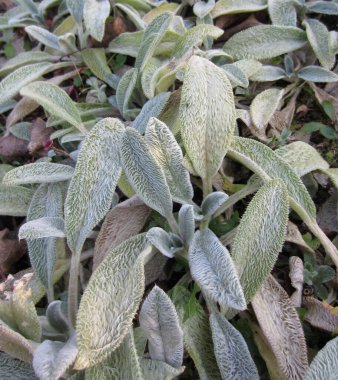 Yağmurlar ve dondurucu soğuktan sonra sonbaharda tüylü şeftali yaprakları (Stachys lanata).