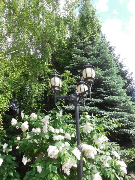 Gyönyörű Fém Hármas Lámpák Fehér Plafonok Mellett Fehér Virágzó Orgona — Stock Fotó