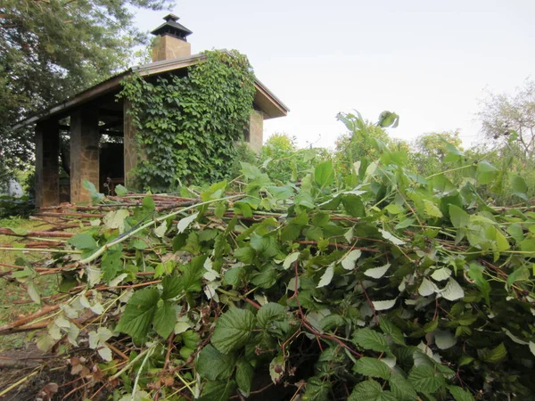 Framboesa Hastes Cortadas Meados Verão Fundo Grande Jardim Gazebo Nos — Fotografia de Stock