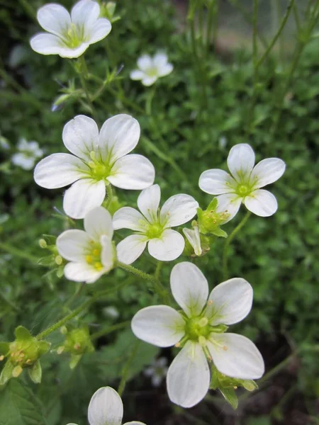 Saxifraga Muscoides Saxifraga Bryoides Blütezeit Kleine Zarte Blüten Auf Langen — Stockfoto
